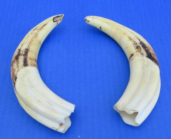 Genuine African Warthog Tusks (Matching Pair, 8-inch) - $47