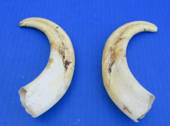 Genuine African Warthog Tusks (Matching Pair, 8-inch) - $47