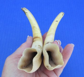 Genuine African Warthog Tusks (Matching Pair, 8-inch) - $47