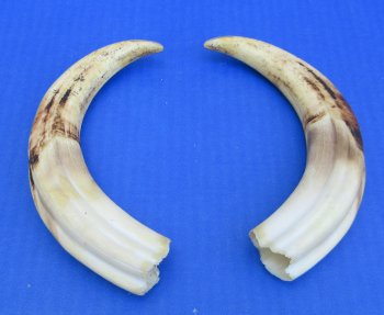 Genuine African Warthog Tusks (Matching Pair, 8-inch) - $47