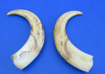 Genuine African Warthog Tusks (Matching Pair, 8-inch) - $47