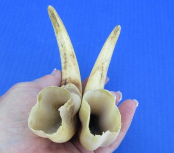 Genuine African Warthog Tusks (Matching Pair, 8-inch) - $47