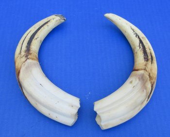 Genuine African Warthog Tusks (Matching Pair, 9-inch) - $60