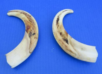 Genuine African Warthog Tusks (Matching Pair, 9-inch) - $60