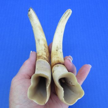 Genuine African Warthog Tusks (Matching Pair, 9-inch) - $60
