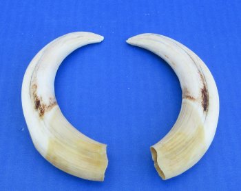 Genuine African Warthog Tusks (Matching Pair, 6-1/2-inch & 7-inch) - $29