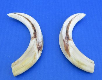 Genuine African Warthog Tusks (Matching Pair, 6-1/2-inch & 7-inch) - $29
