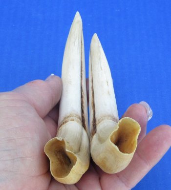 Genuine African Warthog Tusks (Matching Pair, 6-1/2-inch & 7-inch) - $29