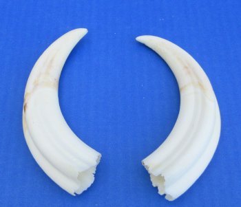 Genuine African Warthog Tusks (Matching Pair, 6-inch) - $25