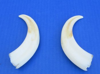 Genuine African Warthog Tusks (Matching Pair, 6-inch) - $25