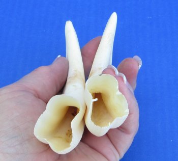 Genuine African Warthog Tusks (Matching Pair, 6-inch) - $25