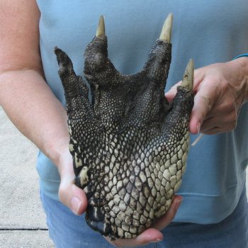 Preserved Alligator Foot 8-1/2 inches 