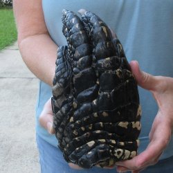 Preserved Alligator...