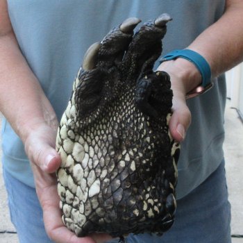 Preserved Alligator Foot 8-1/2 inches 