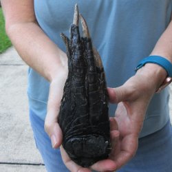Preserved Alligator...