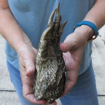 Preserved Alligator Foot 8-1/2 inches 