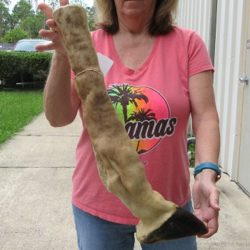 B-Grade 21" Giraffe Foot Mount 
