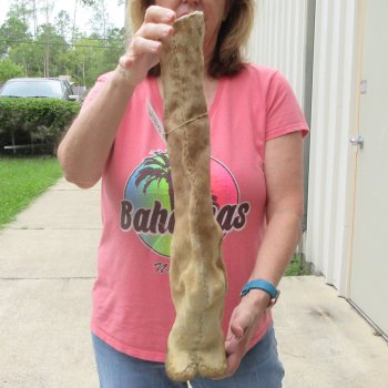 B-Grade 21" Giraffe Foot Mount 