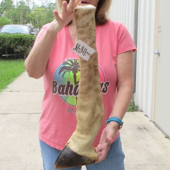 B-Grade 21" Giraffe Foot Mount 