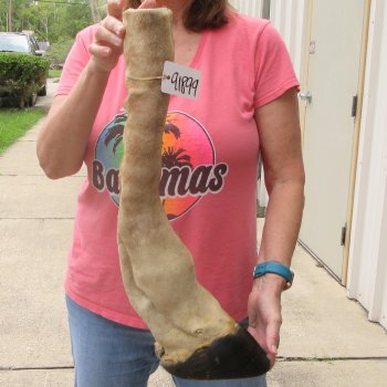 B-Grade 22" Giraffe Foot Mount 