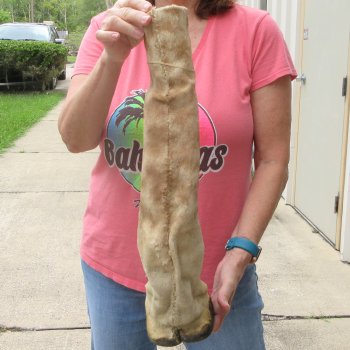 B-Grade 22" Giraffe Foot Mount 
