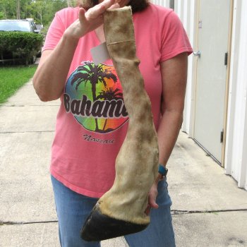 B-Grade 22" Giraffe Foot Mount 