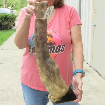 B-Grade 20" Giraffe Foot Mount 