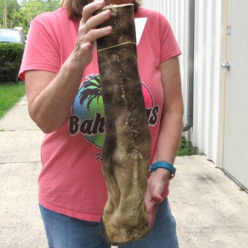 B-Grade 20" Giraffe Foot Mount 