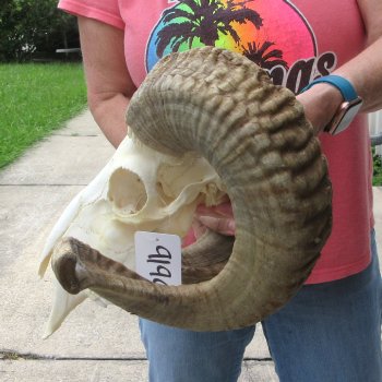 B-Grade African Merino Ram/Sheep Skull with 28" Horns 