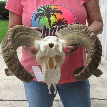 B-Grade African Merino Ram/Sheep Skull with 28" Horns 