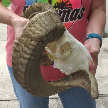 B-Grade African Merino Ram/Sheep Skull with 28" Horns 