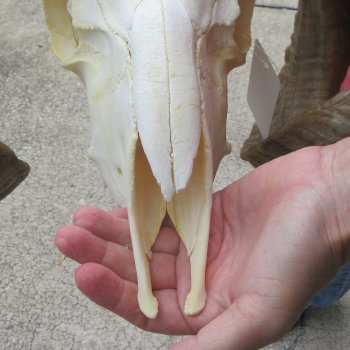 B-Grade African Merino Ram/Sheep Skull with 28" Horns 