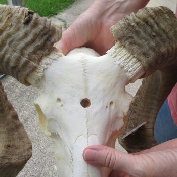 B-Grade African Merino Ram/Sheep Skull with 28" Horns 