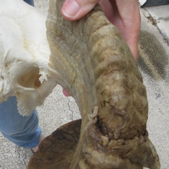 B-Grade African Merino Ram/Sheep Skull with 28" Horns 