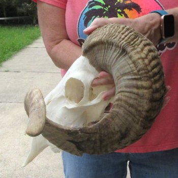 B-Grade African Merino Ram/Sheep Skull with 30" Horns 