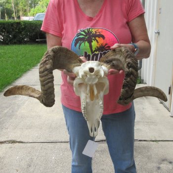 B-Grade African Merino Ram/Sheep Skull with 30" Horns 