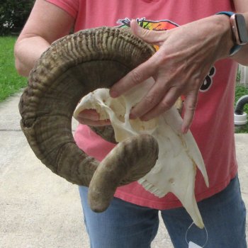 B-Grade African Merino Ram/Sheep Skull with 30" Horns 