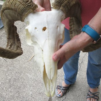 B-Grade African Merino Ram/Sheep Skull with 30" Horns 