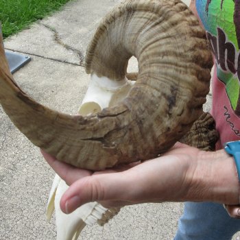 B-Grade African Merino Ram/Sheep Skull with 30" Horns 