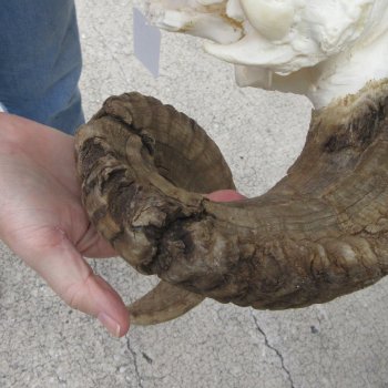 B-Grade African Merino Ram/Sheep Skull with 30" Horns 