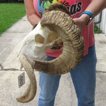 African Merino Ram/Sheep Skull with 34" Horns