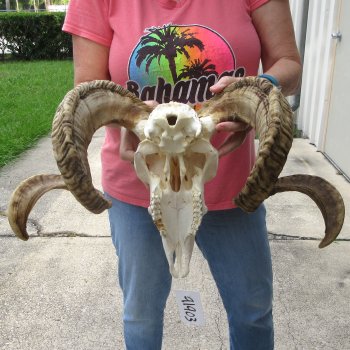 African Merino Ram/Sheep Skull with 34" Horns
