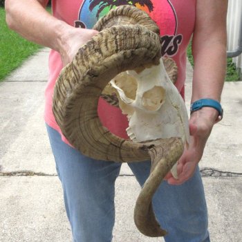 African Merino Ram/Sheep Skull with 34" Horns