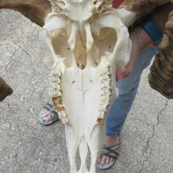 African Merino Ram/Sheep Skull with 34" Horns