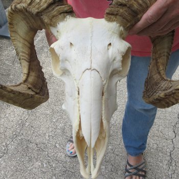 African Merino Ram/Sheep Skull with 34" Horns