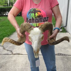 African Merino Ram/Sheep Skull with 31" Horns