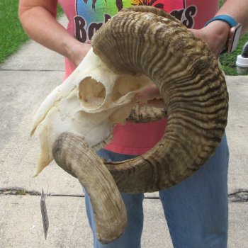 African Merino Ram/Sheep Skull with 31" Horns
