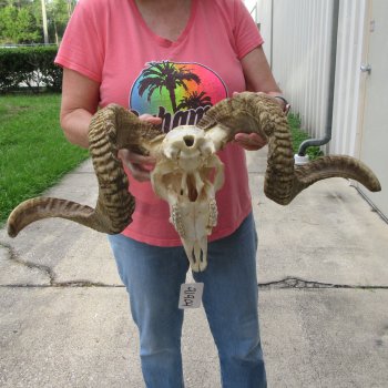 African Merino Ram/Sheep Skull with 31" Horns
