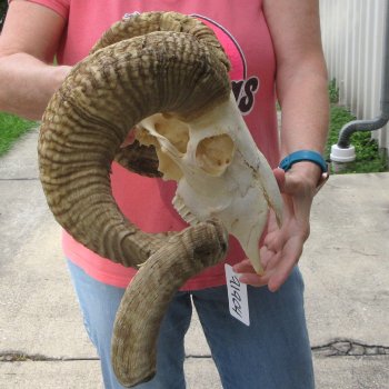 African Merino Ram/Sheep Skull with 31" Horns