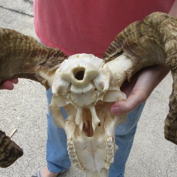 African Merino Ram/Sheep Skull with 31" Horns